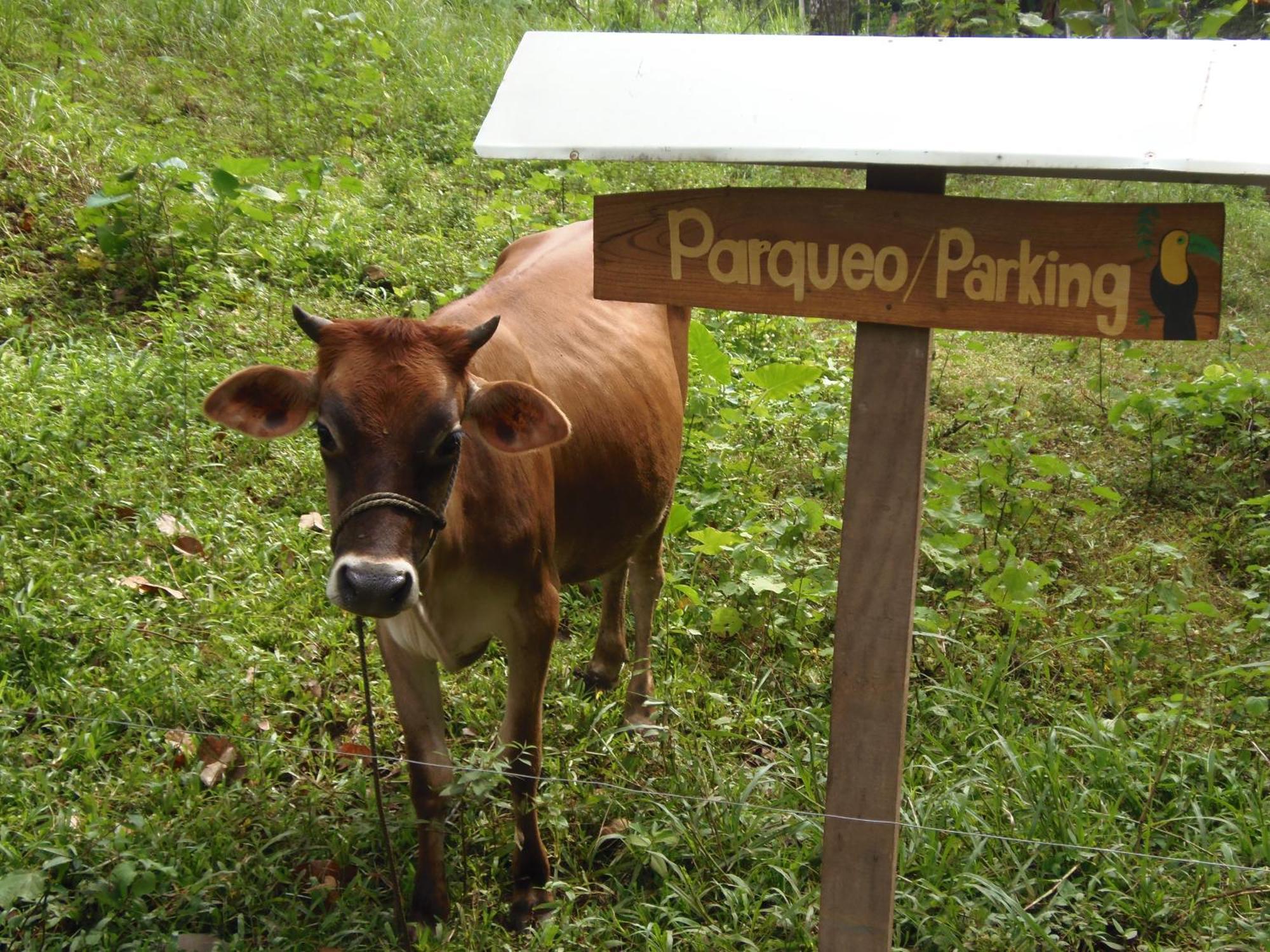 Gambas Lodge La Fortuna Екстериор снимка
